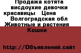  Продажа котята висдоухие девочки красавицы › Цена ­ 3 500 - Волгоградская обл. Животные и растения » Кошки   